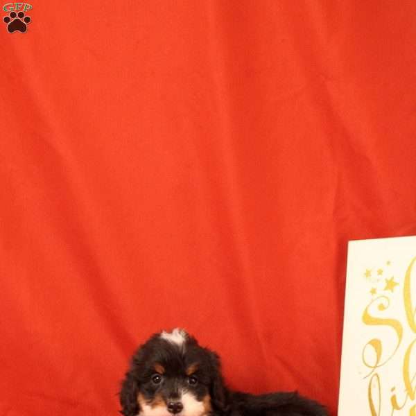 Peppa, Mini Bernedoodle Puppy